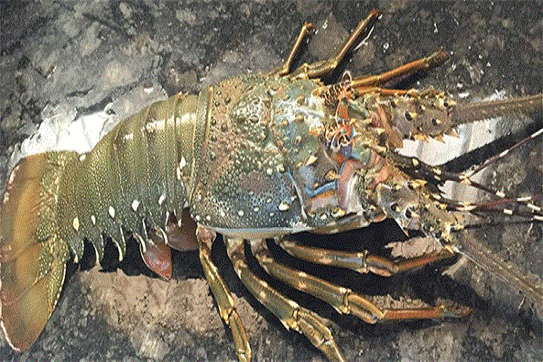 Bio enzyme products in chennai